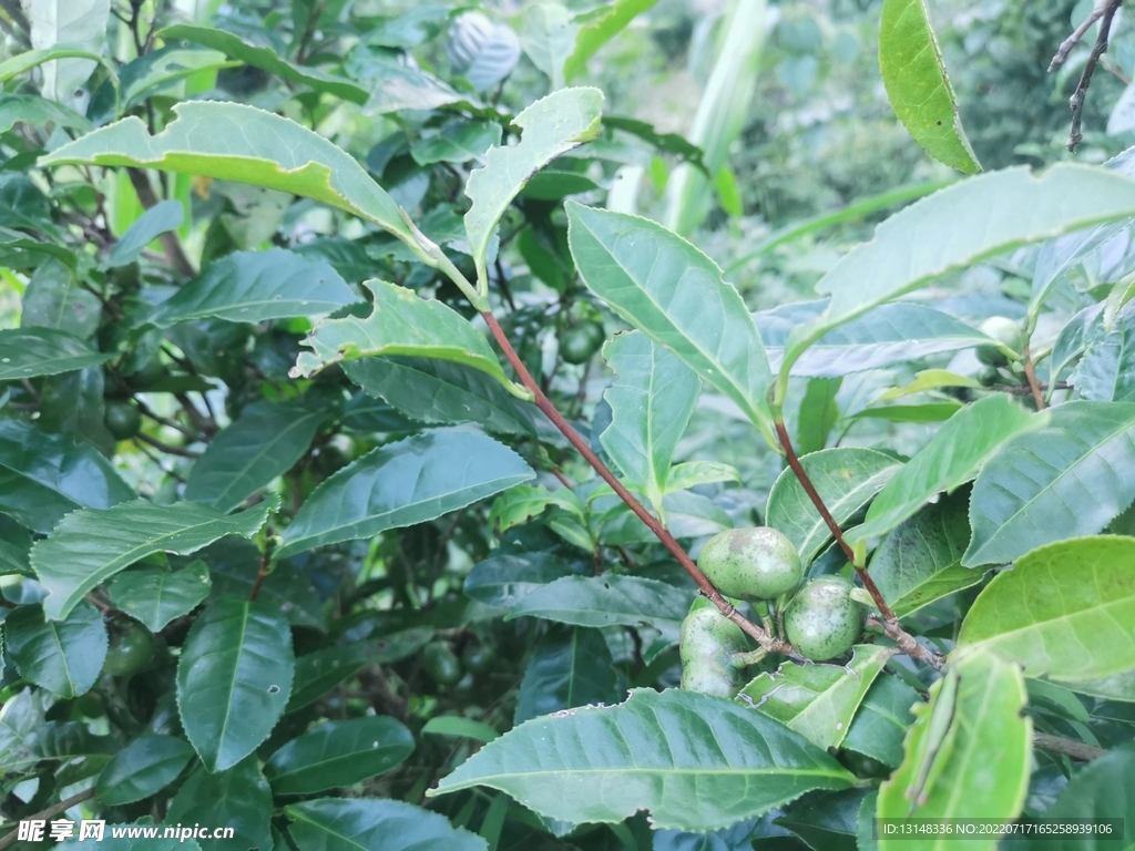 茶油果