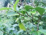 茶油果
