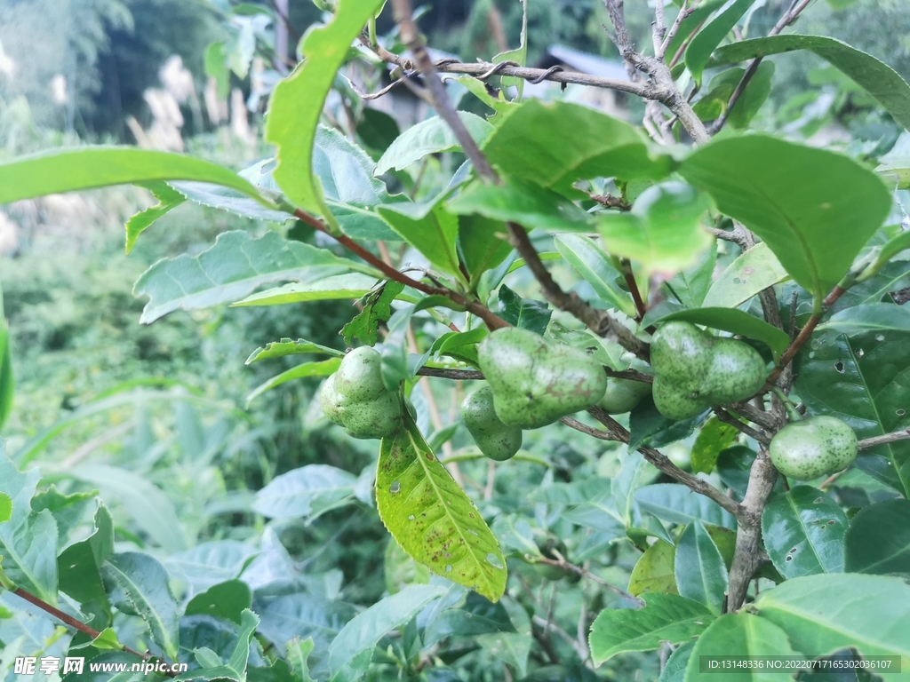 茶油果