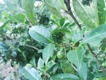 茶油果