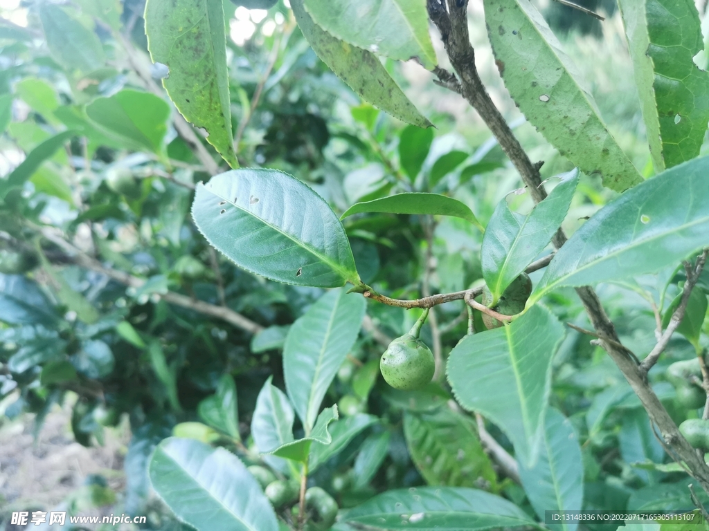 茶油果