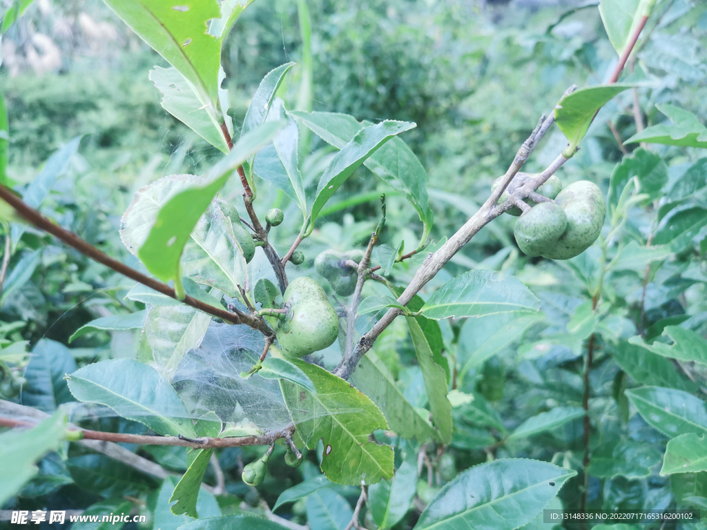 茶油果