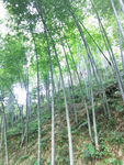 竹子