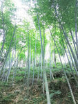 竹子