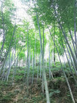 竹子