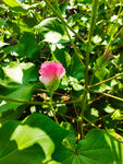 棉花花  