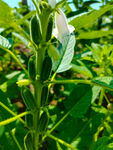  芝麻花 