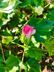 棉花花
