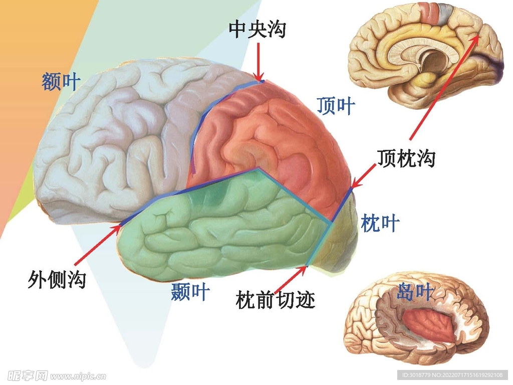 大脑解剖图