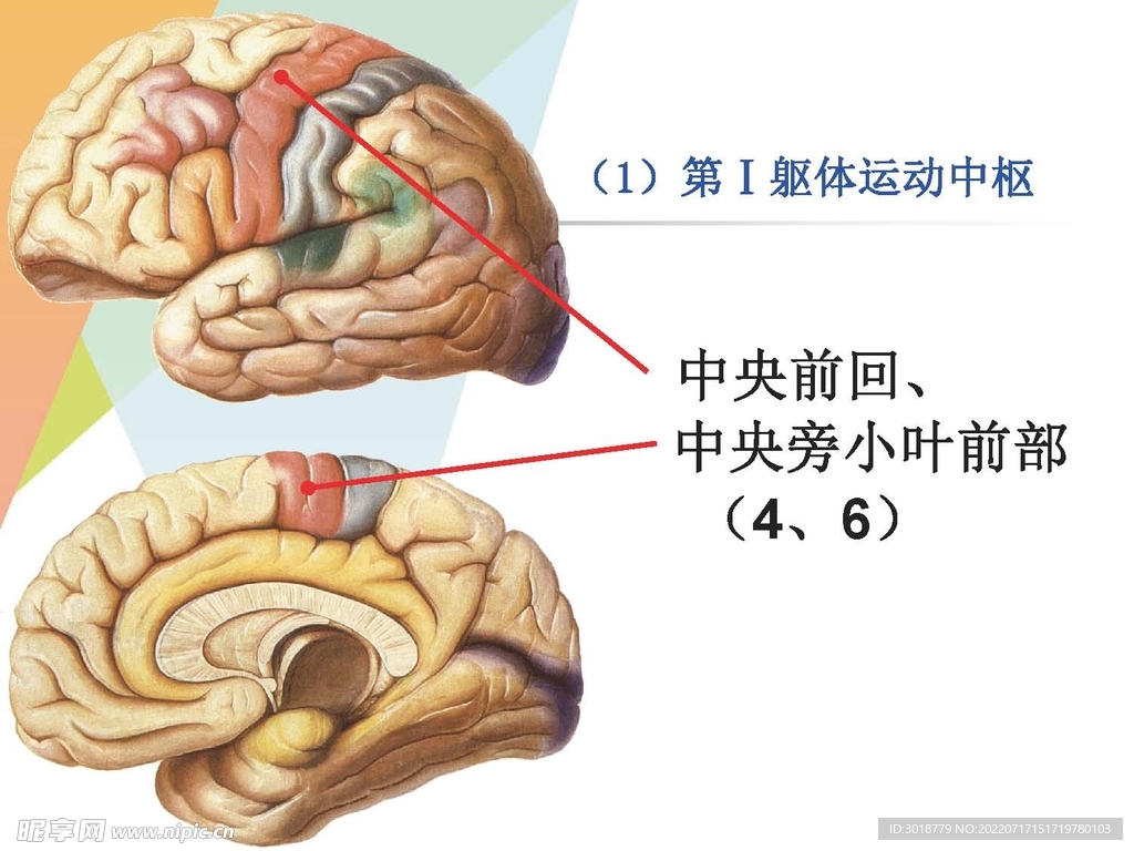 大脑解剖图 