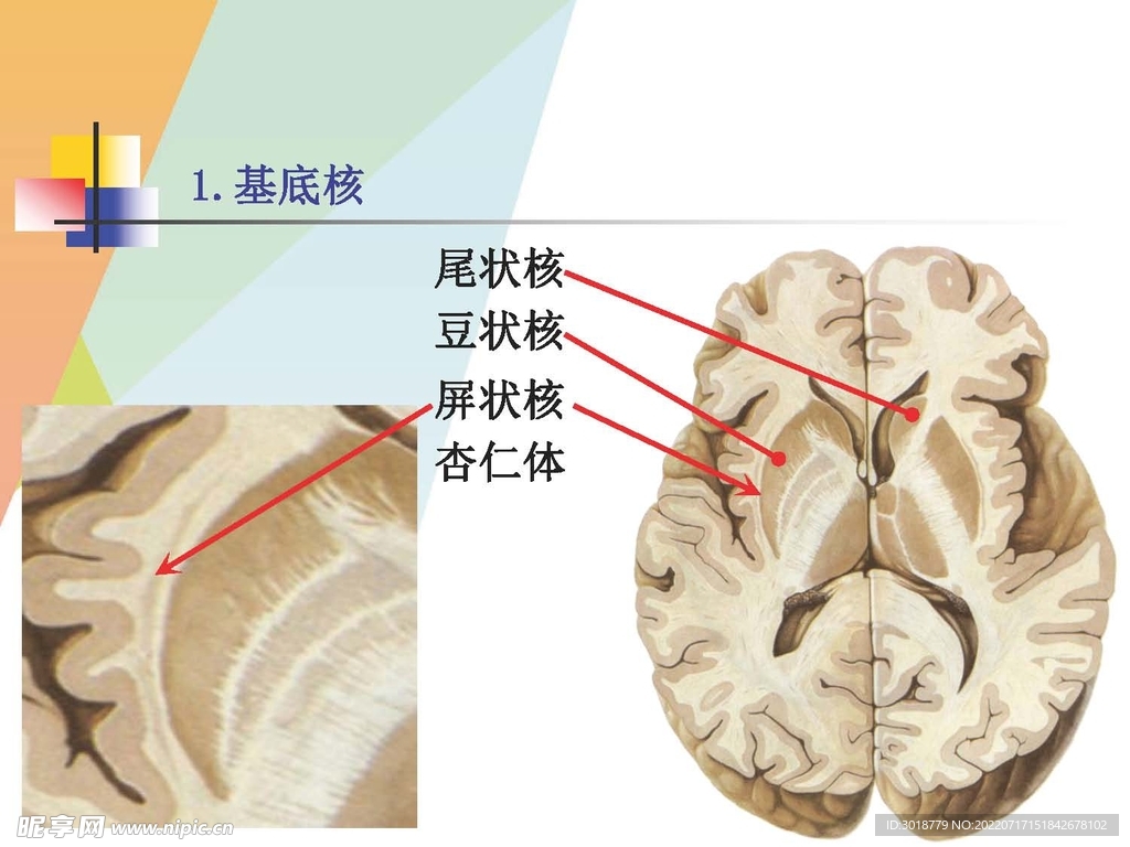 大脑解剖图 