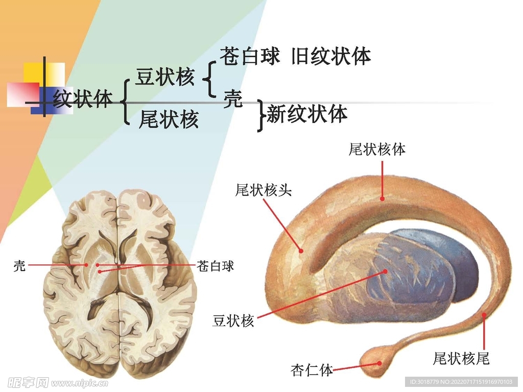 大脑解剖图 
