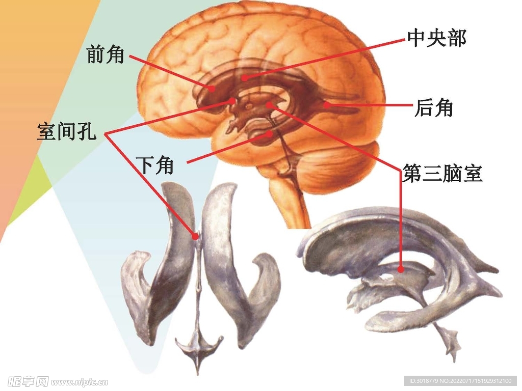 大脑解剖图 