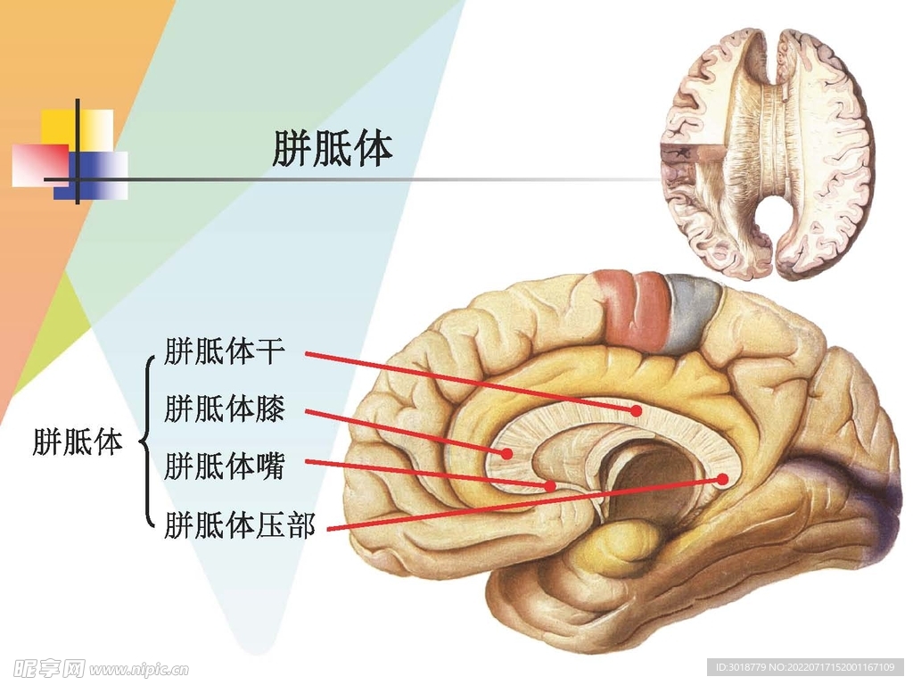 大脑解剖图