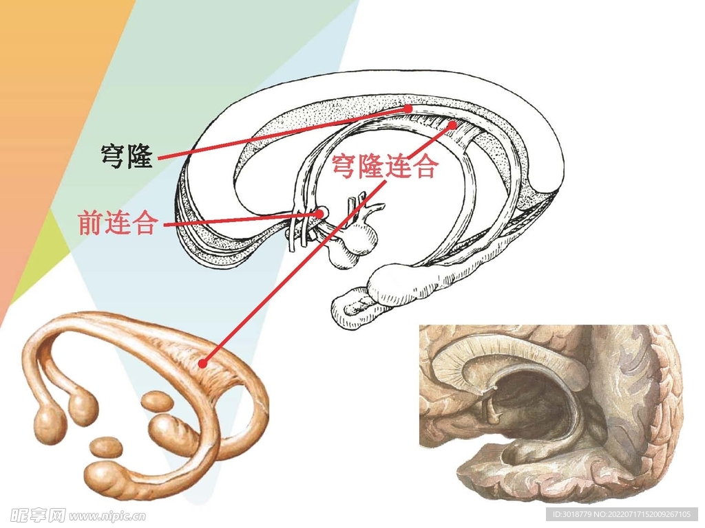 大脑解剖图 