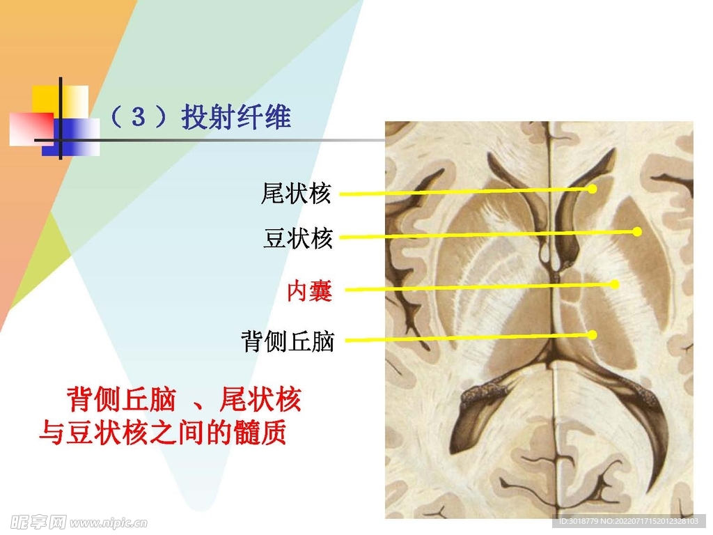 大脑解剖图 