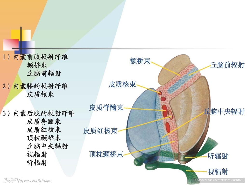 大脑解剖图 