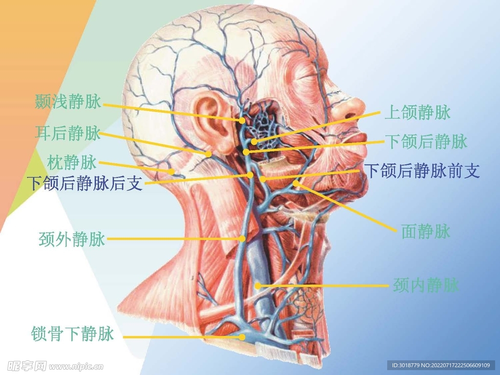 静脉