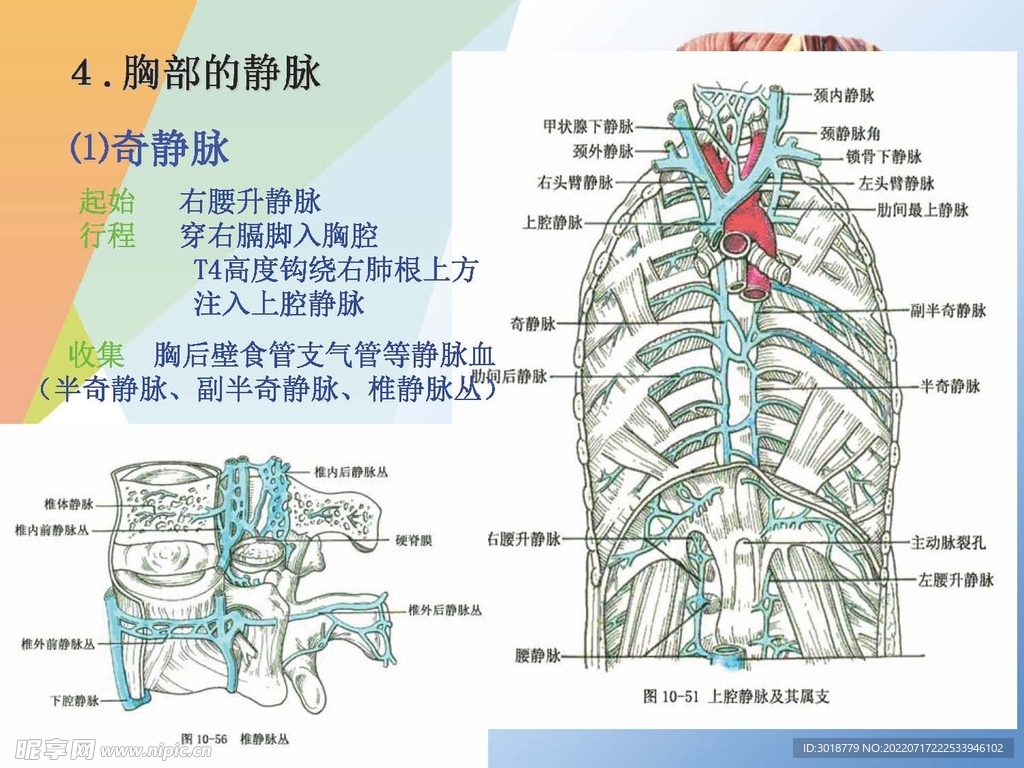 静脉 