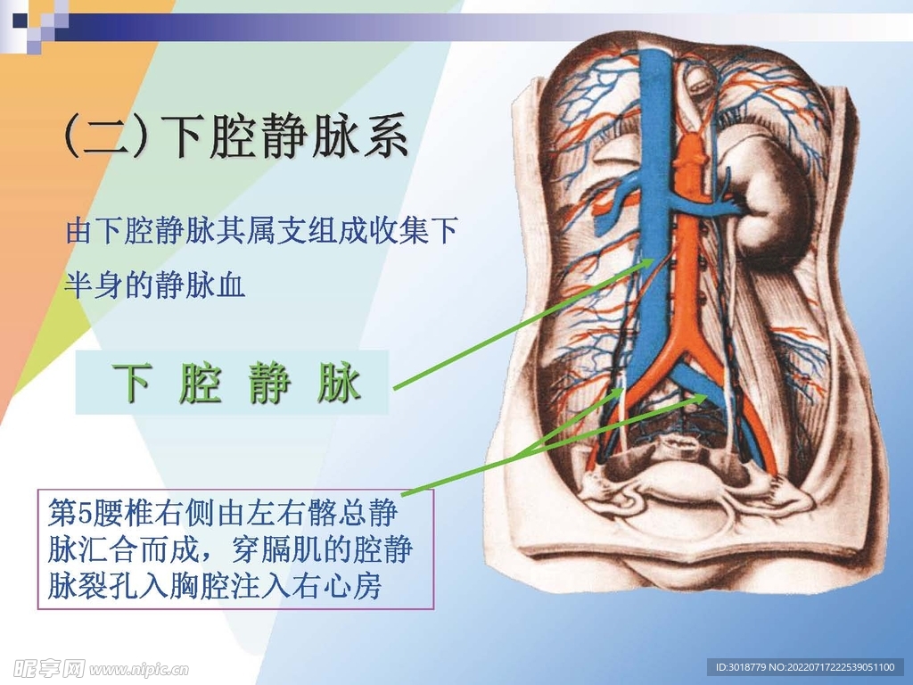 静脉