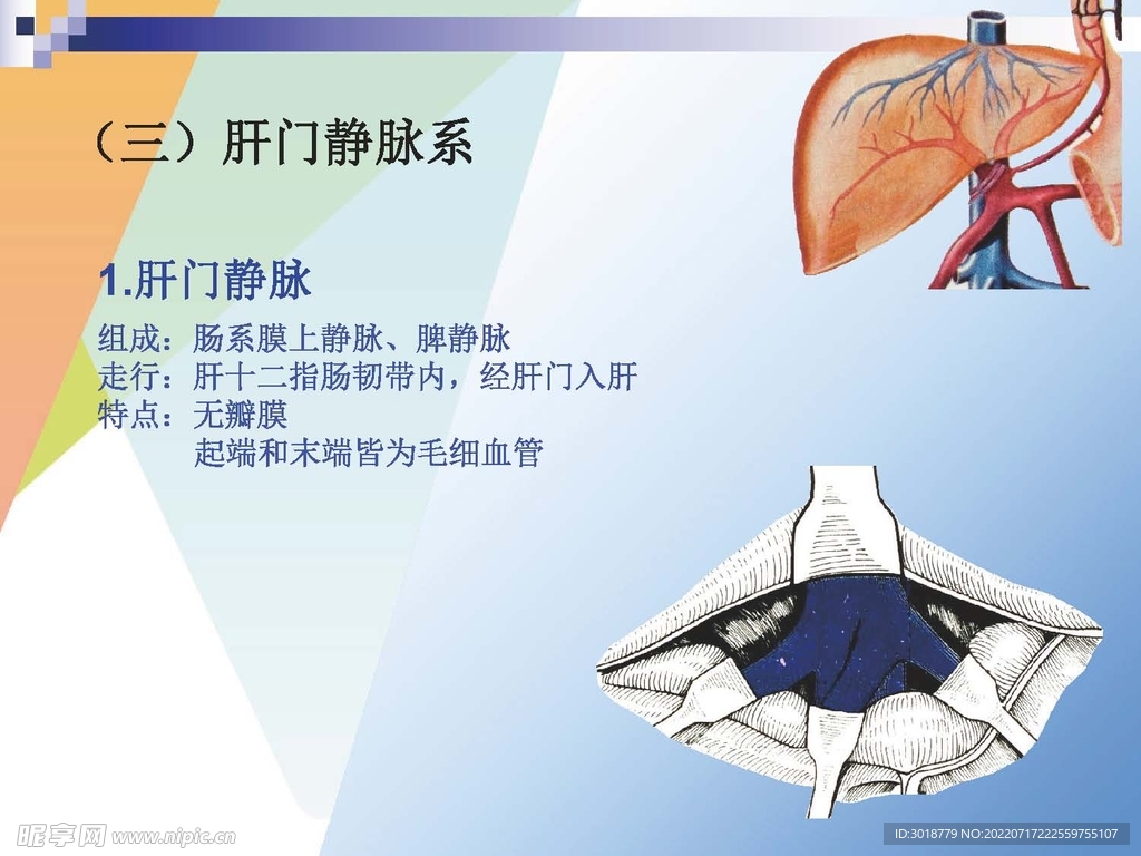 静脉 
