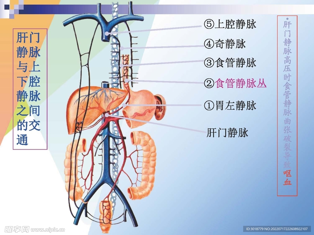 静脉 