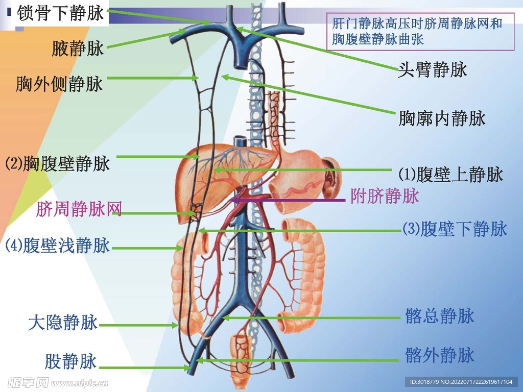 静脉