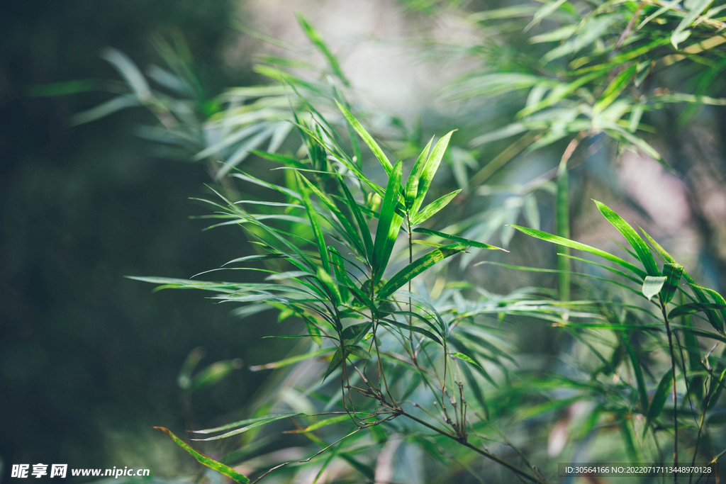 户外植物绿叶