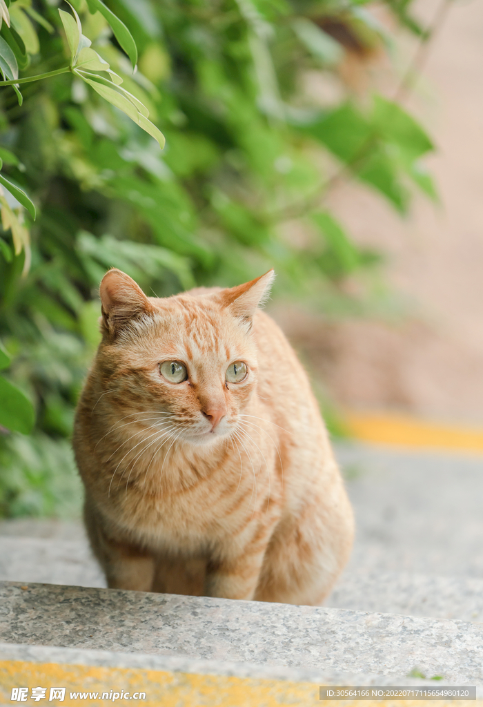 户外宠物小猫橘猫