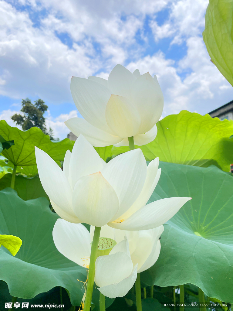 白莲花