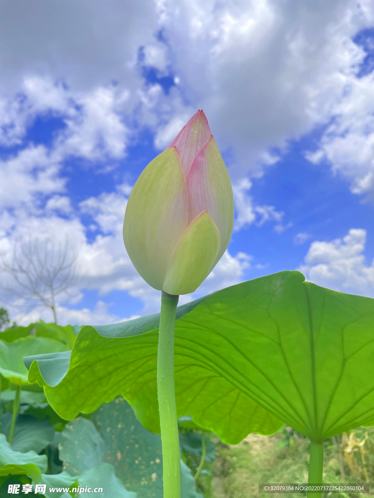 红莲含苞待放