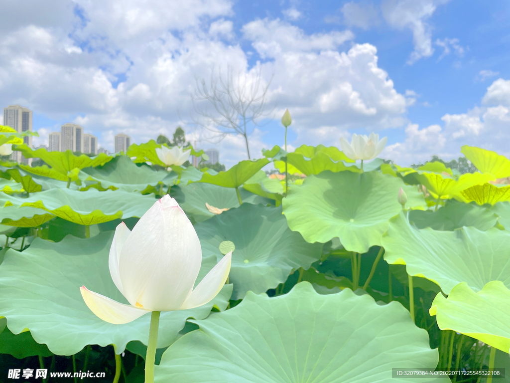 莲花池