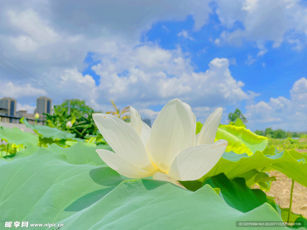 盛开的白莲花