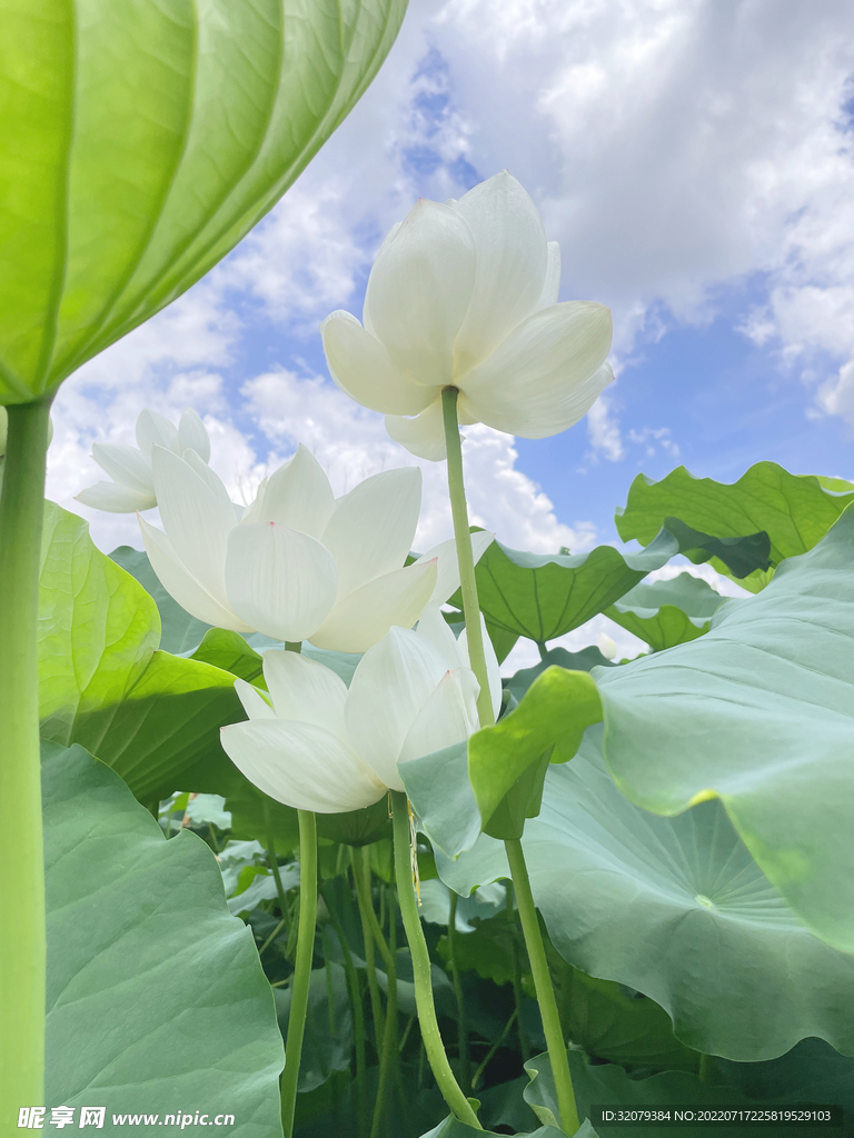 亭亭玉立的白莲花