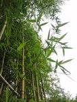 竹林 竹子