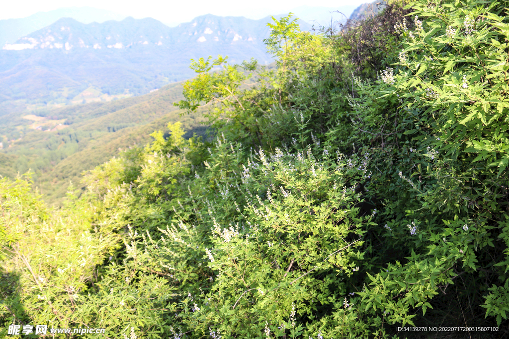 大山 山峰  