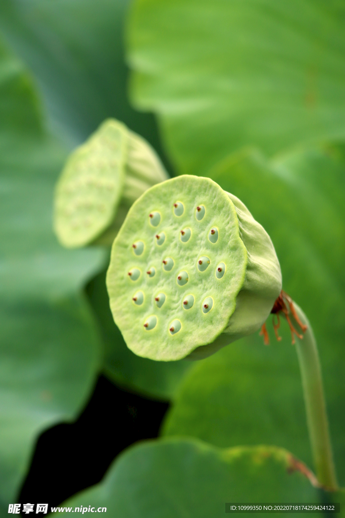 莲蓬莲子
