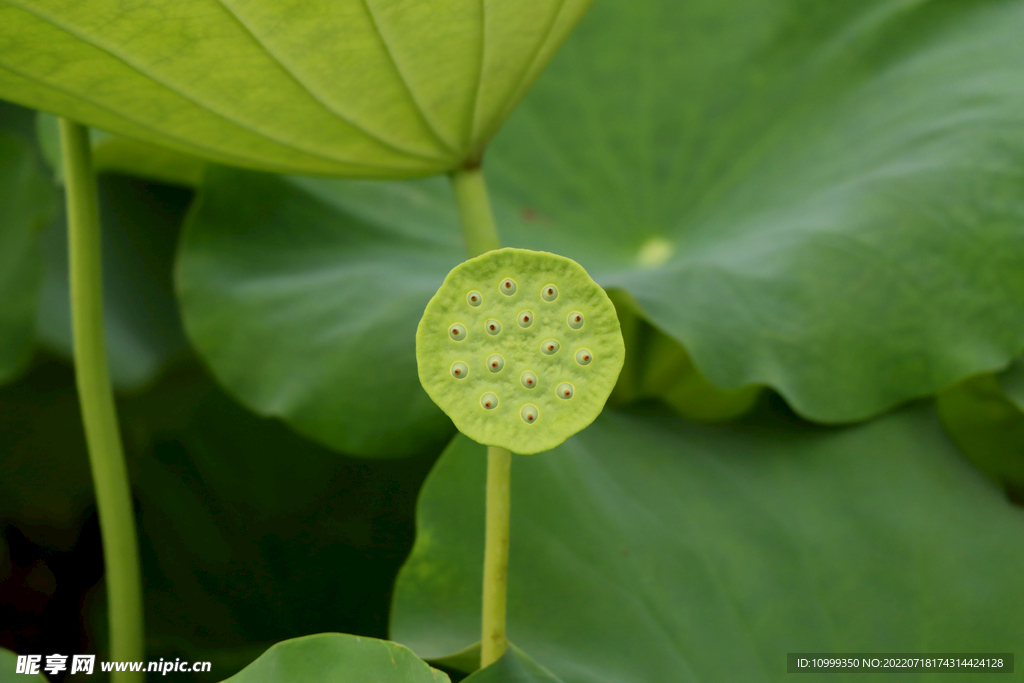 莲蓬莲子