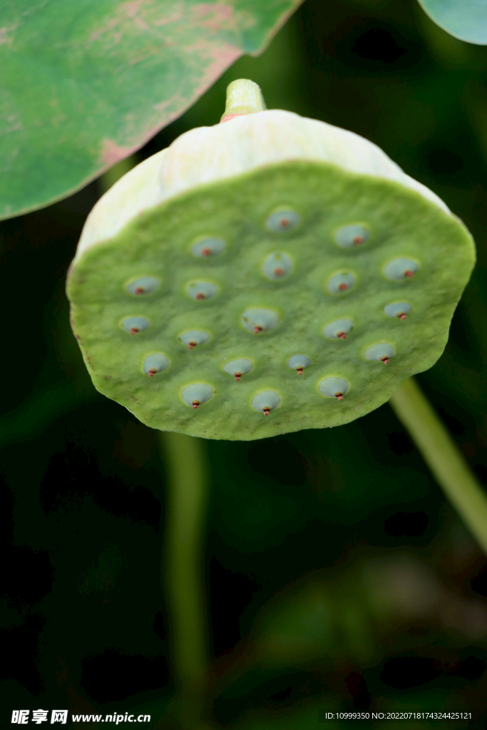 莲蓬莲子