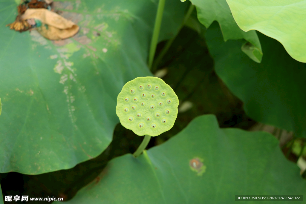莲蓬莲子
