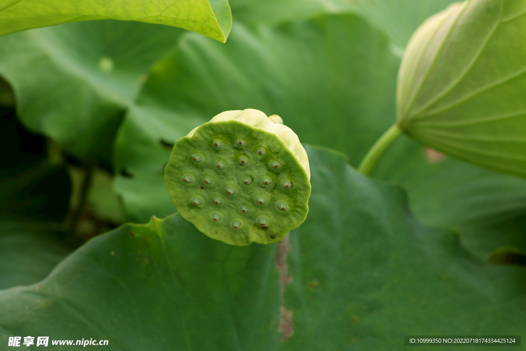 莲蓬莲子