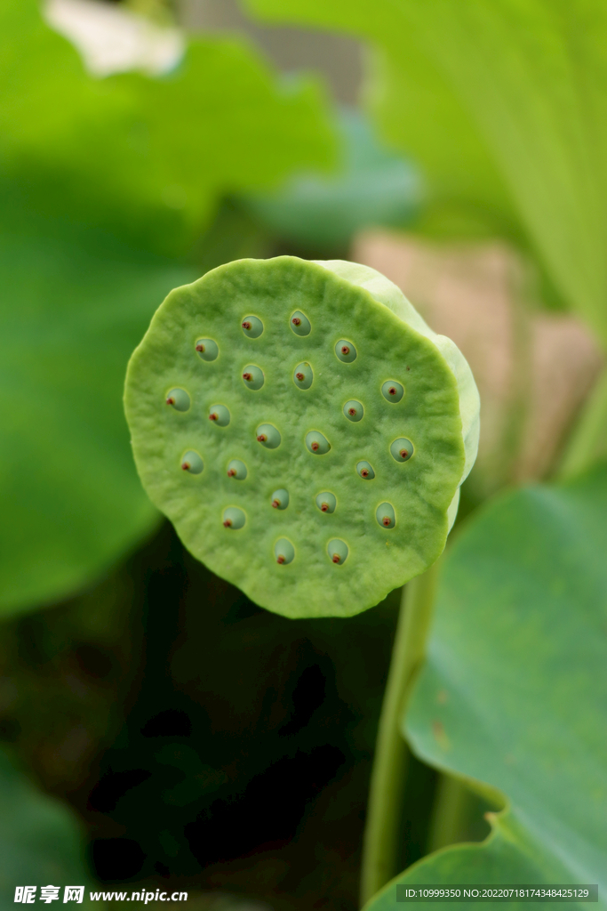 莲蓬莲子