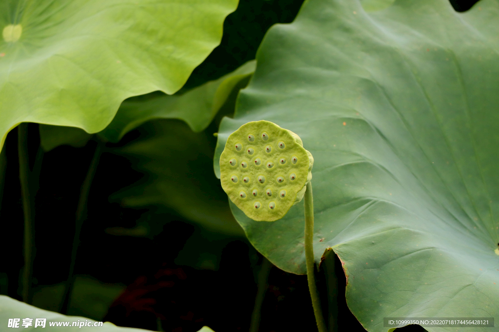 莲蓬莲子