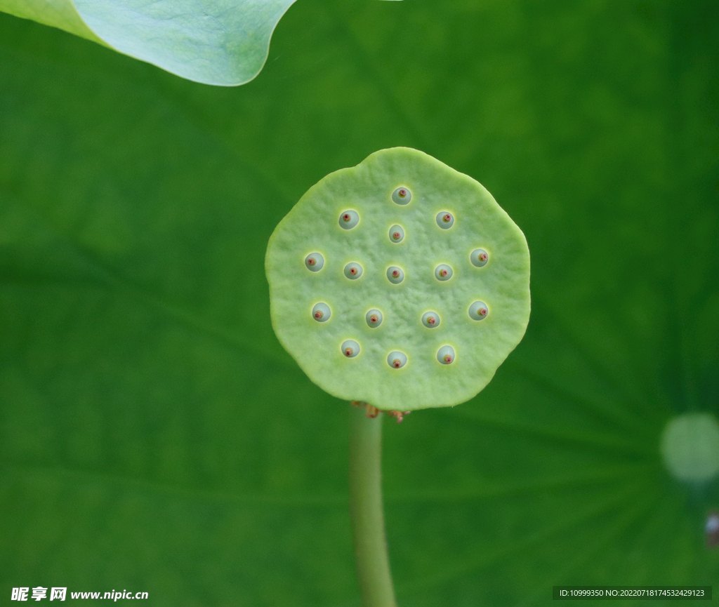 莲蓬莲子