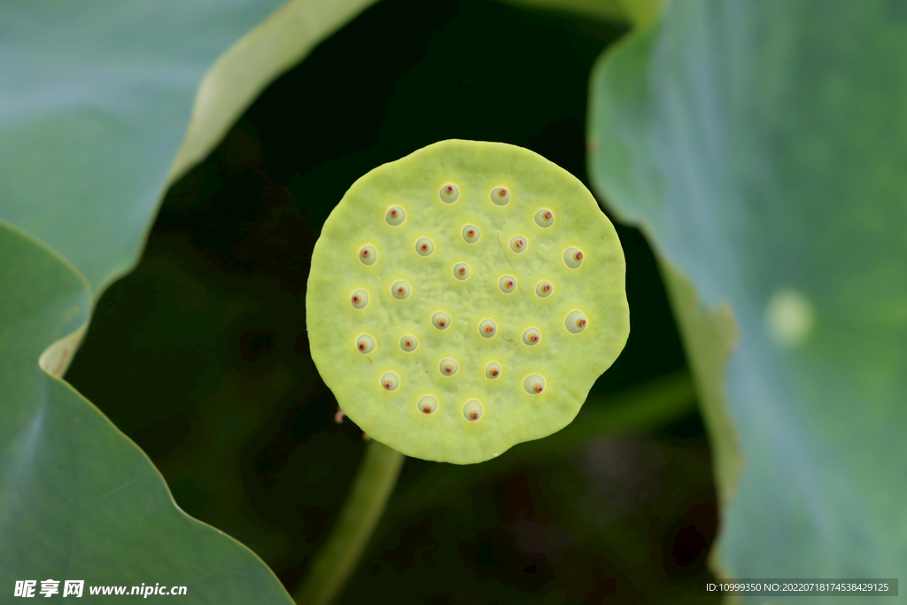 莲蓬莲子