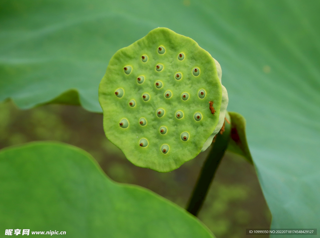莲蓬莲子