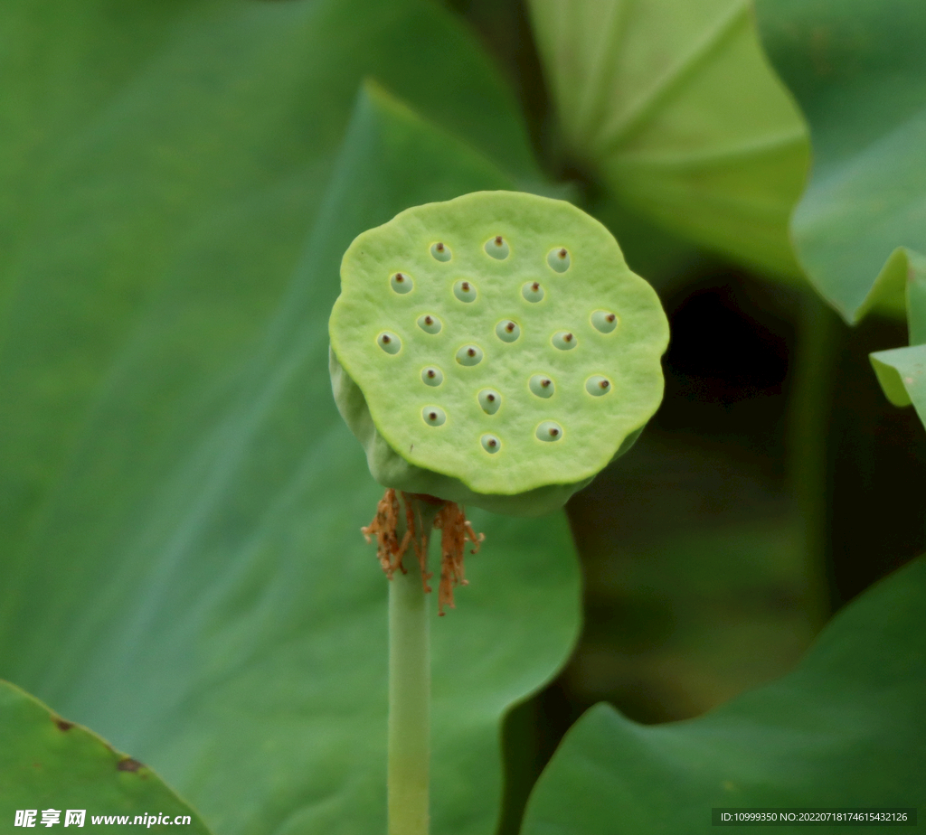 莲蓬莲子