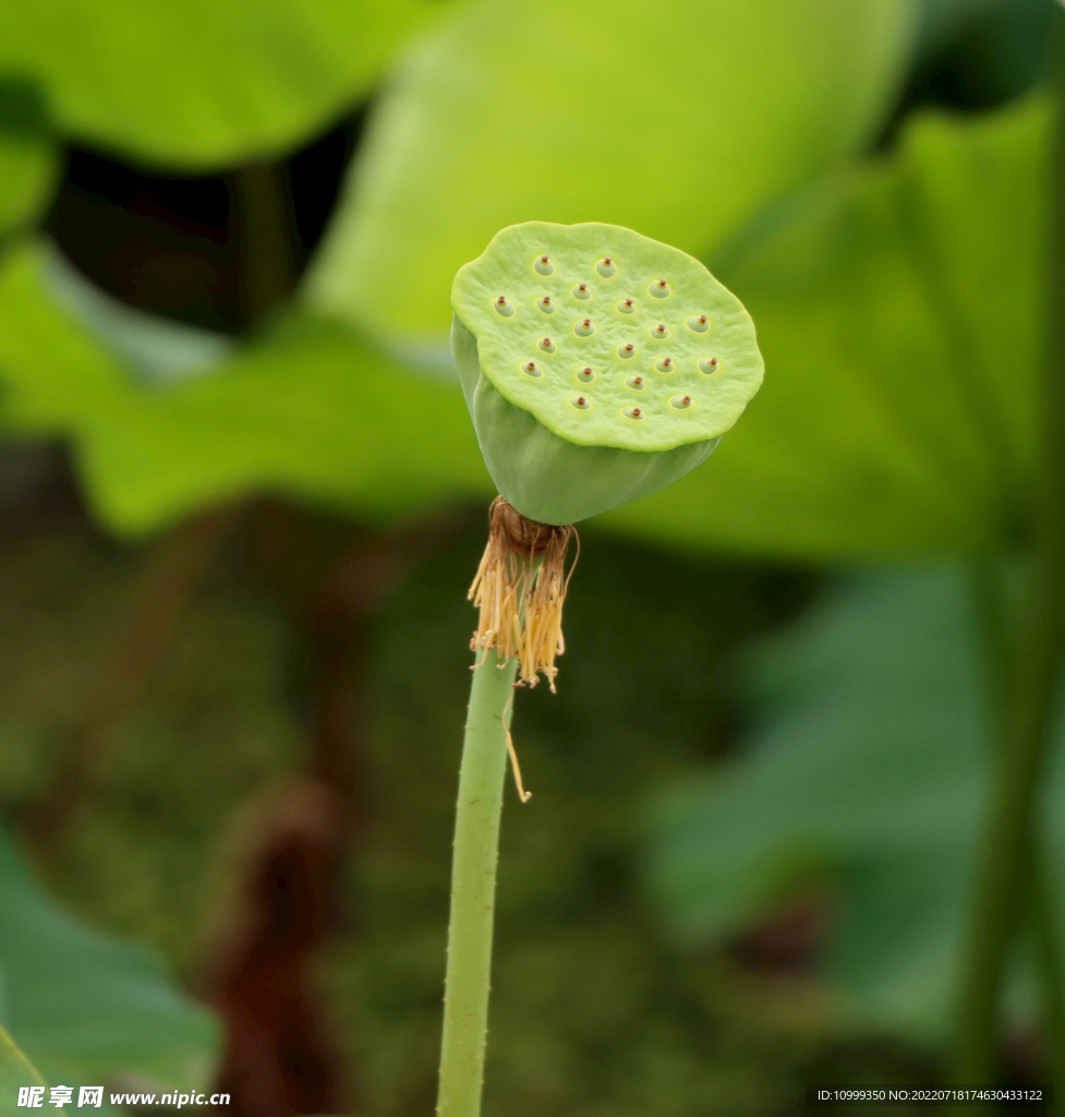 莲蓬莲子