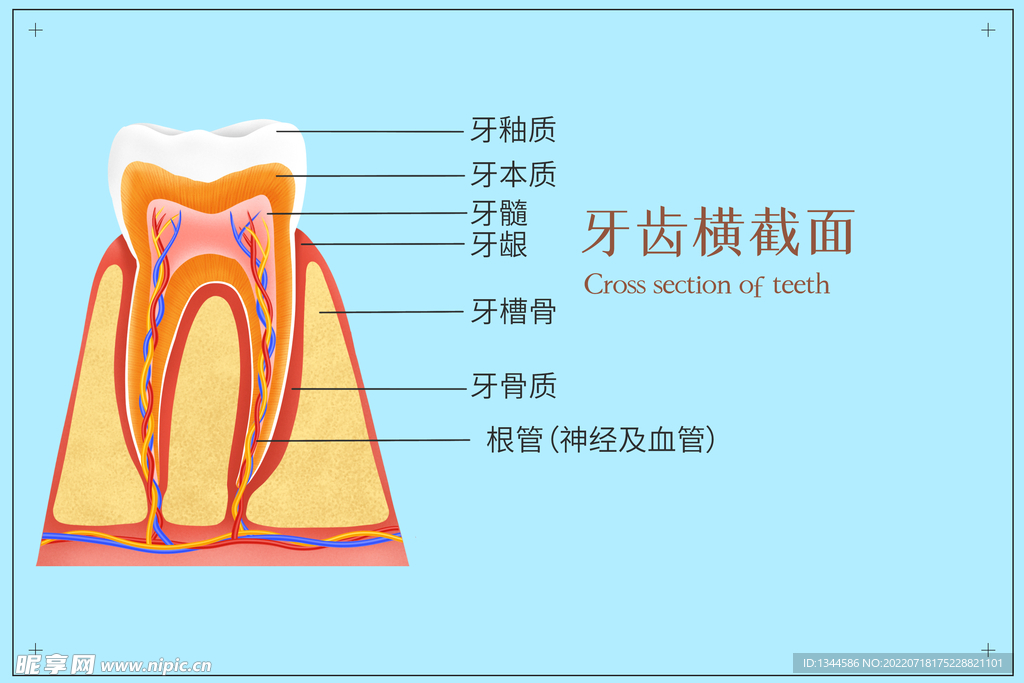 牙齿剖面医疗插画