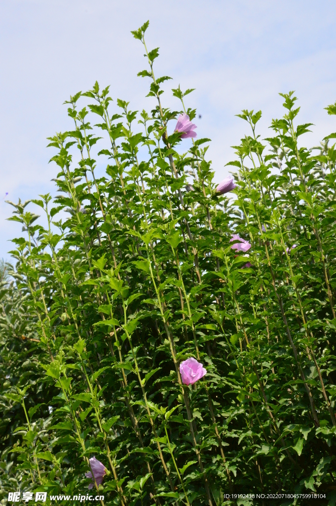 园林花草